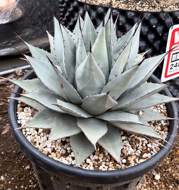 Agave parryi sp. neomexicana - アジアアロワナ・アクリル水槽・淡水
