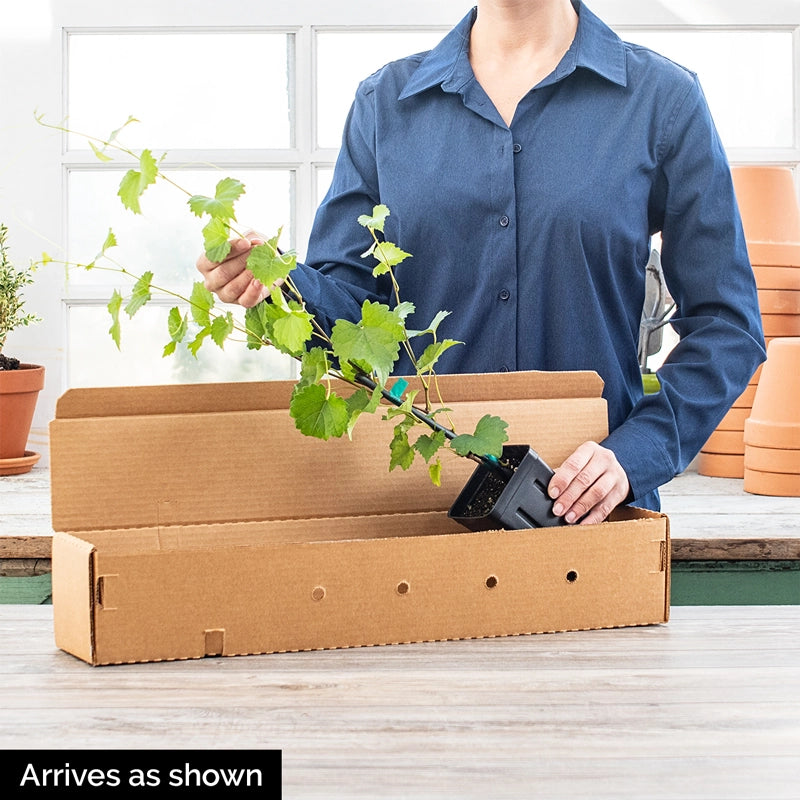 Tickled Pink™ Grape Vine | Gurney's Seed & Nursery Co.