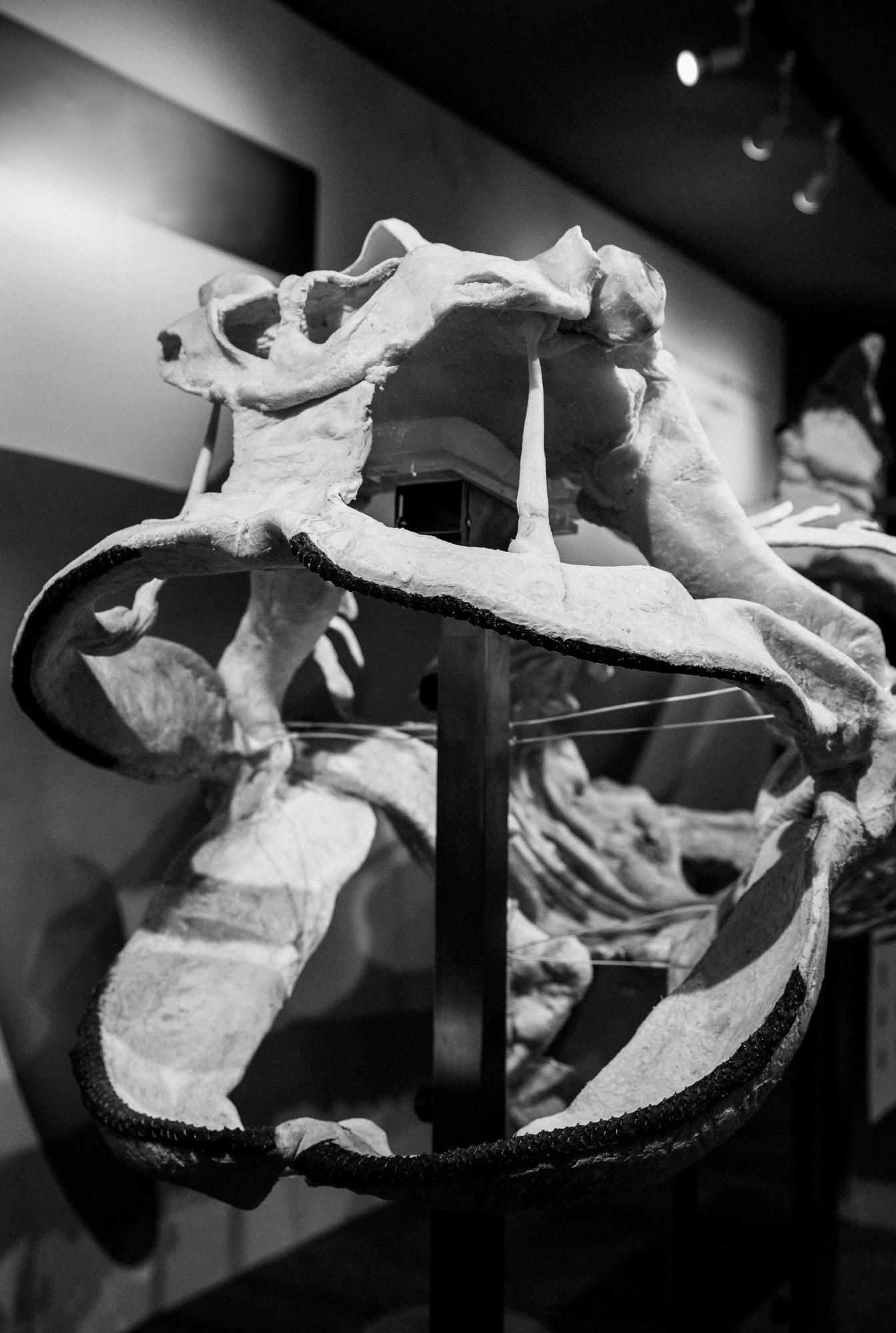 幻のサメの“軟骨”を骨格標本に!? 鴨川シーワールドの前代未聞の挑戦