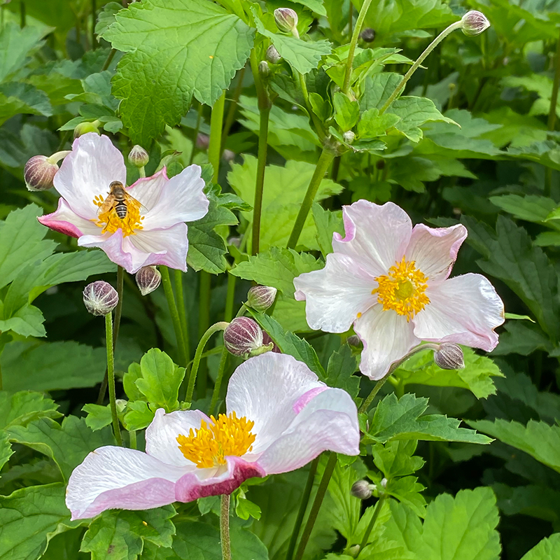 Robustissima' Japanese Anemone | Perennials – Great Garden Plants