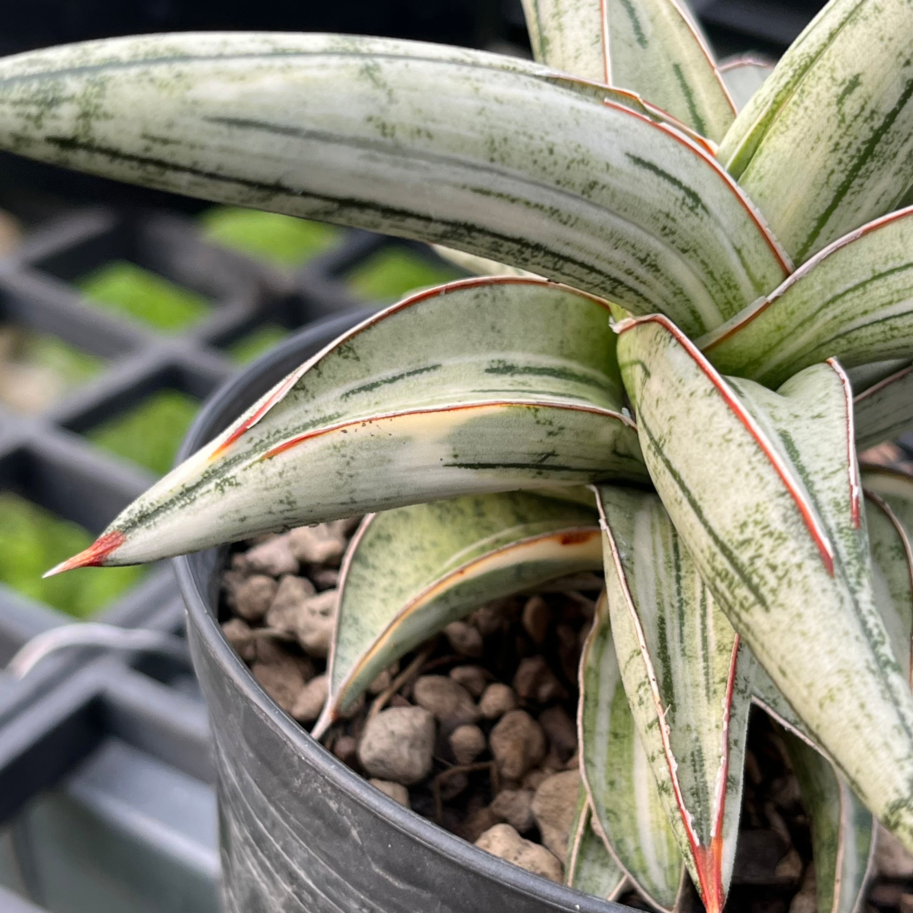 Sansevieria Lavranos 1970 White Variegated – Greenroom Planter