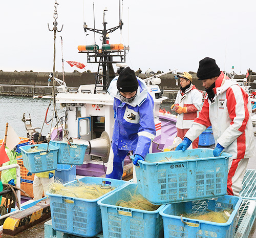 復活の春告魚 厚田のにしん刺し網漁｜北海道漁業協同組合連合会