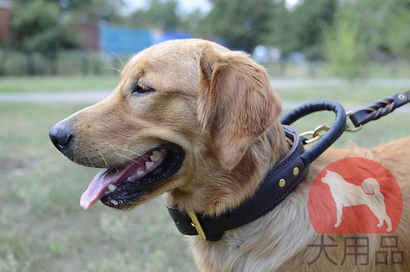 ゴールデンレトリバー 首輪│ 大型犬用本革首輪 - ¥11,975