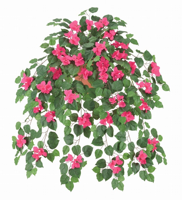 ラージブーゲンビリアブッシュ（ビューティー）（商品詳細）| 株式会社ドガ