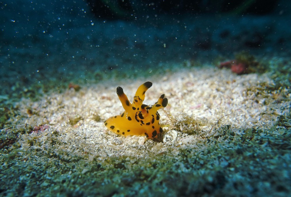 4/22 かわいい豆キタマクラにカンナツノザヤウミウシ(^o^) | 東伊豆