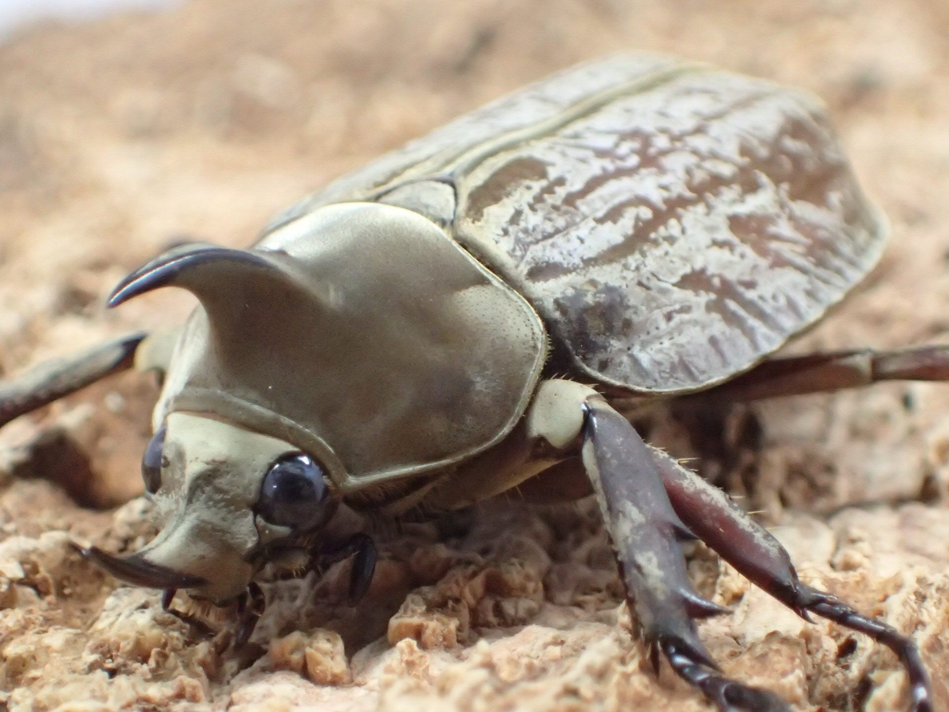 むしやどんぐり / グランディスコフキカブト(グランディスビロードヒナ