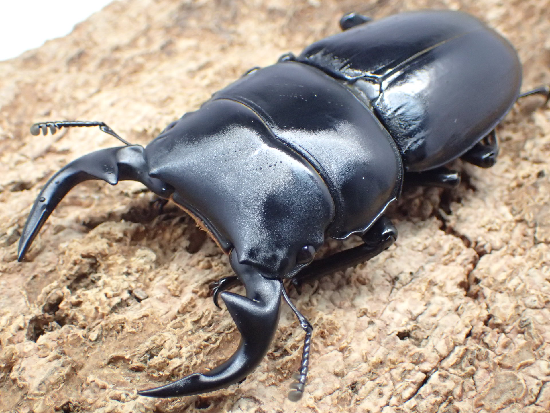 むしやどんぐり / グランディスオオクワガタ