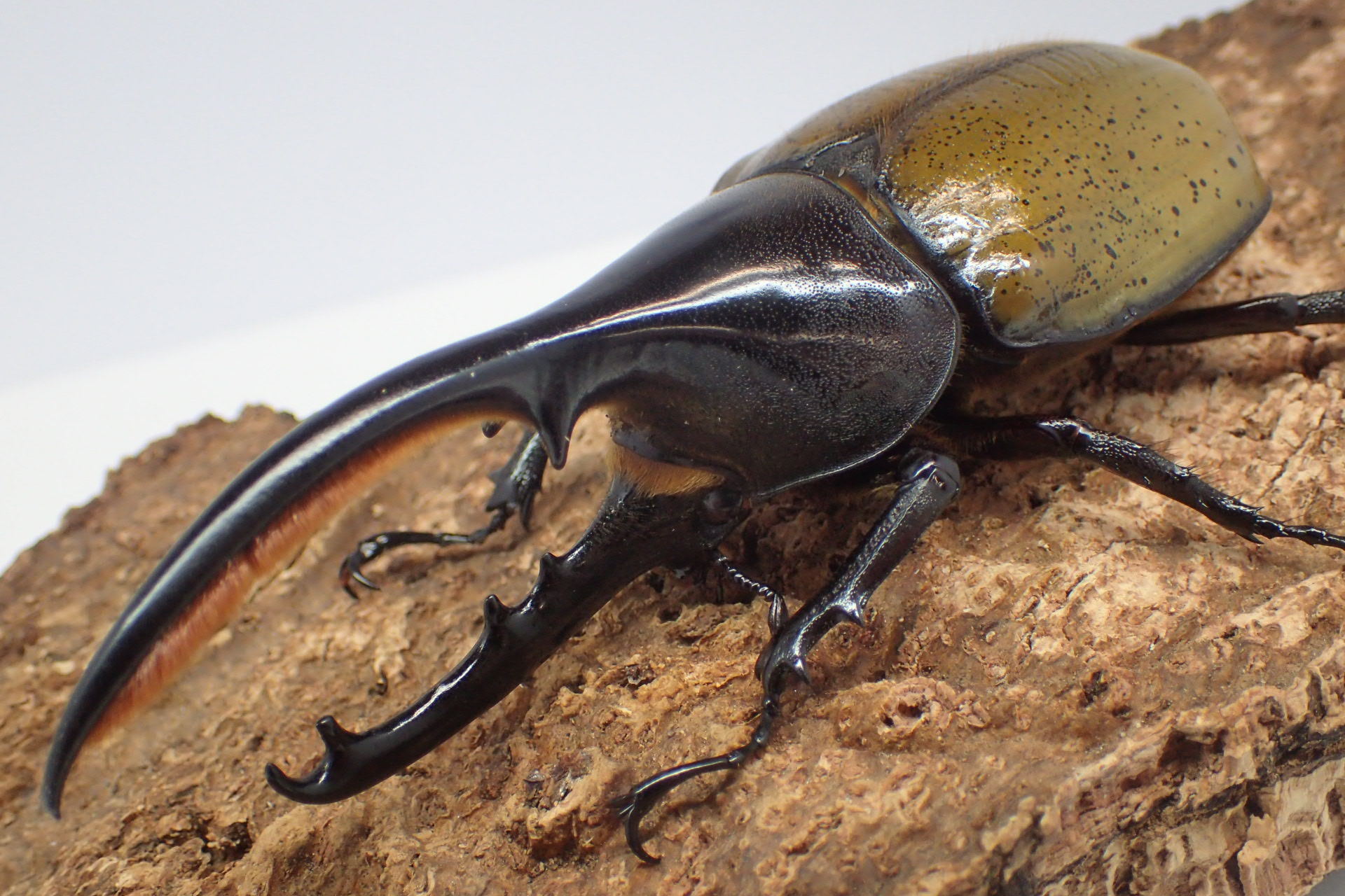 むしやどんぐり / ヘラクレスオオカブト(エクアトリアヌス)