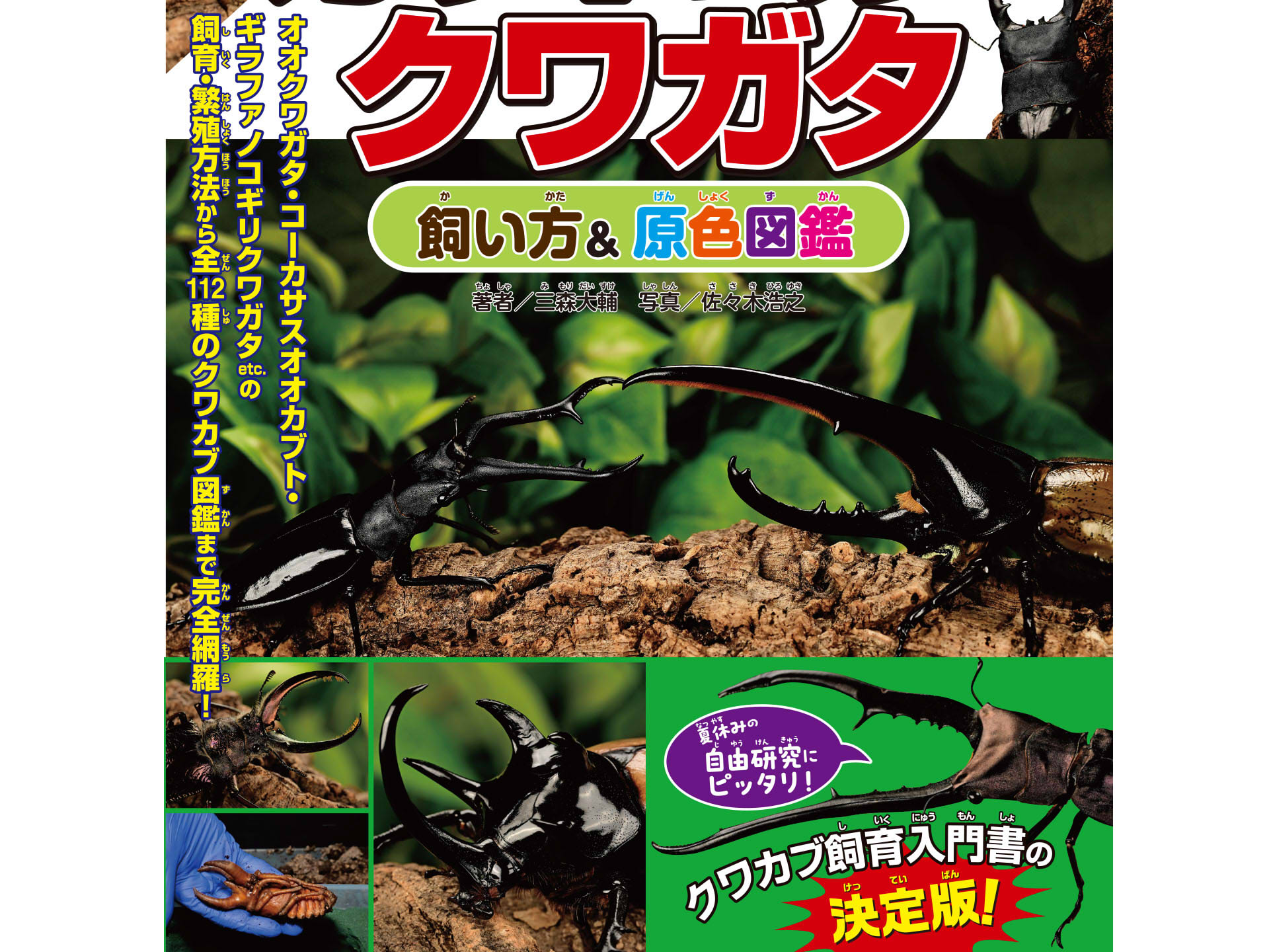 むしやどんぐり / 『クワカブの部屋』公式 日本と世界のカブトムシ