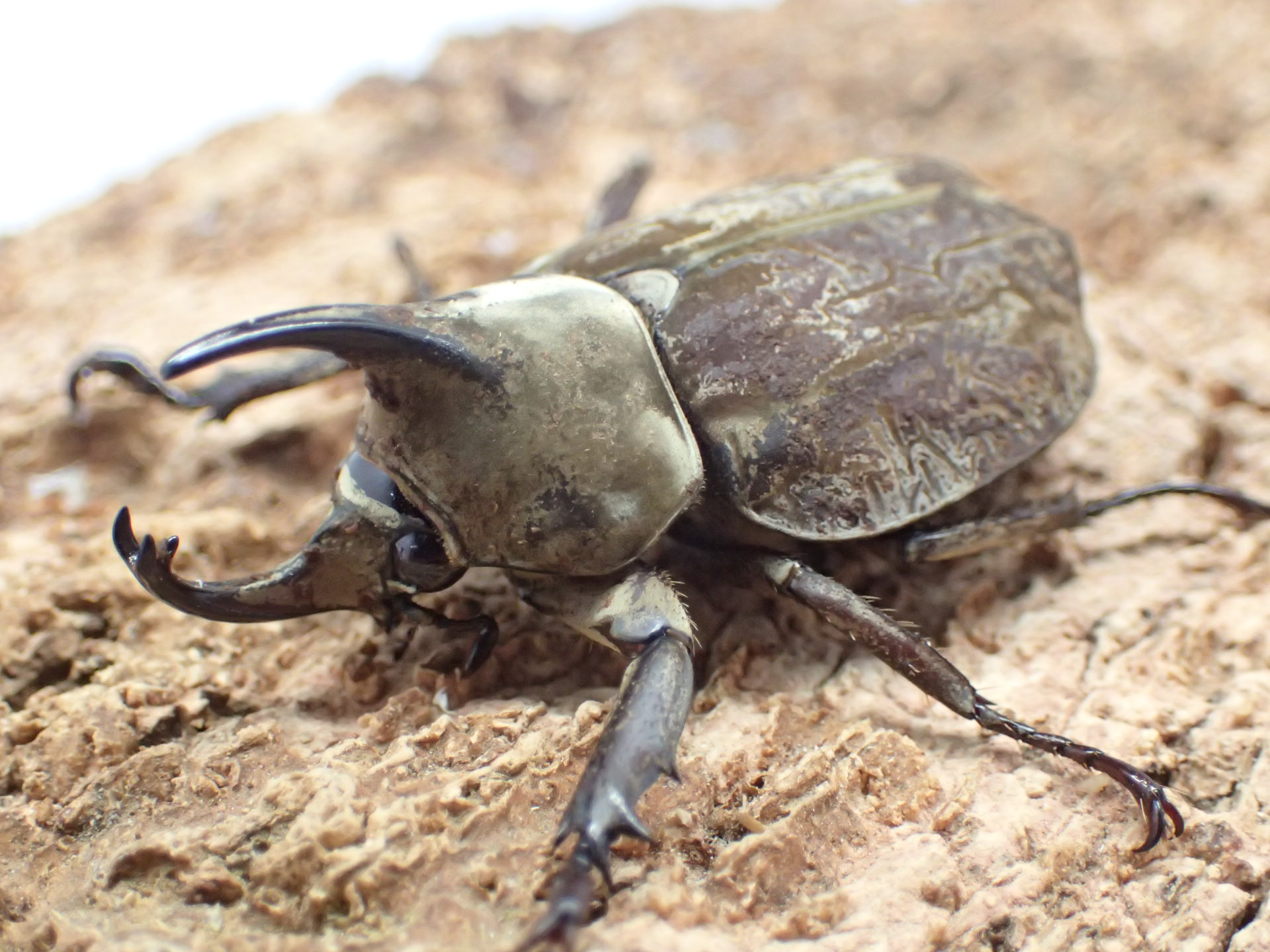 むしやどんぐり / グランディスコフキカブト(グランディスビロードヒナ