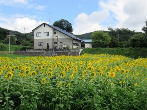 ひまわり畑、満開です！！ | 藤沢町住民自治協議会 一関市藤沢市民