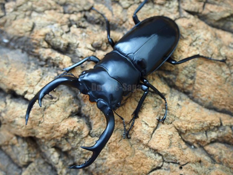 ウエストウッディカズミアエWILD♂78ミリペア | Dorcus-Saga