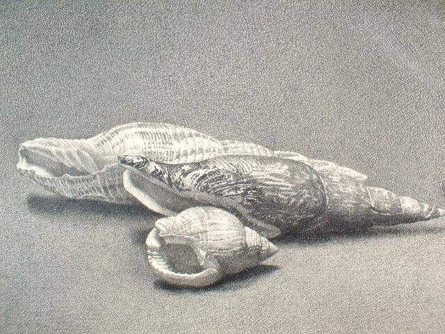 野田弘志 貝殻（鉛筆デッサン）