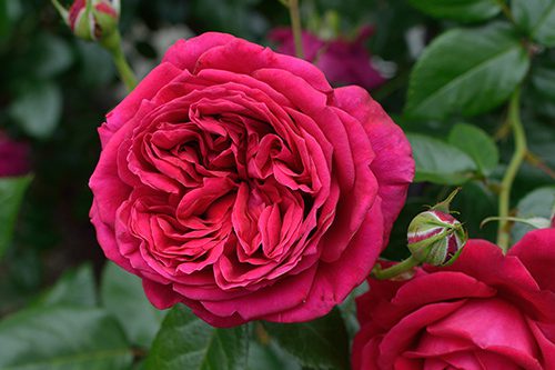 ローズシナクティフ | デルバールJAPON