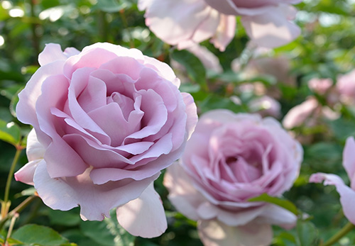 ローズシナクティフ | デルバールJAPON