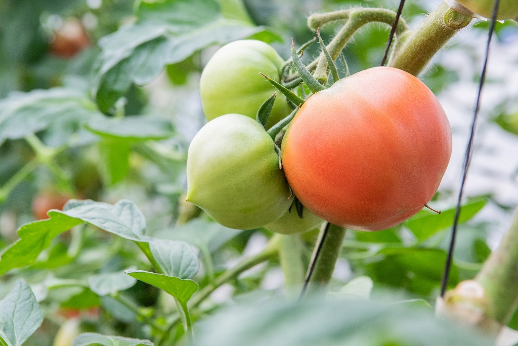 鹿島台トマト出荷組合｜Will D Tomatoについて
