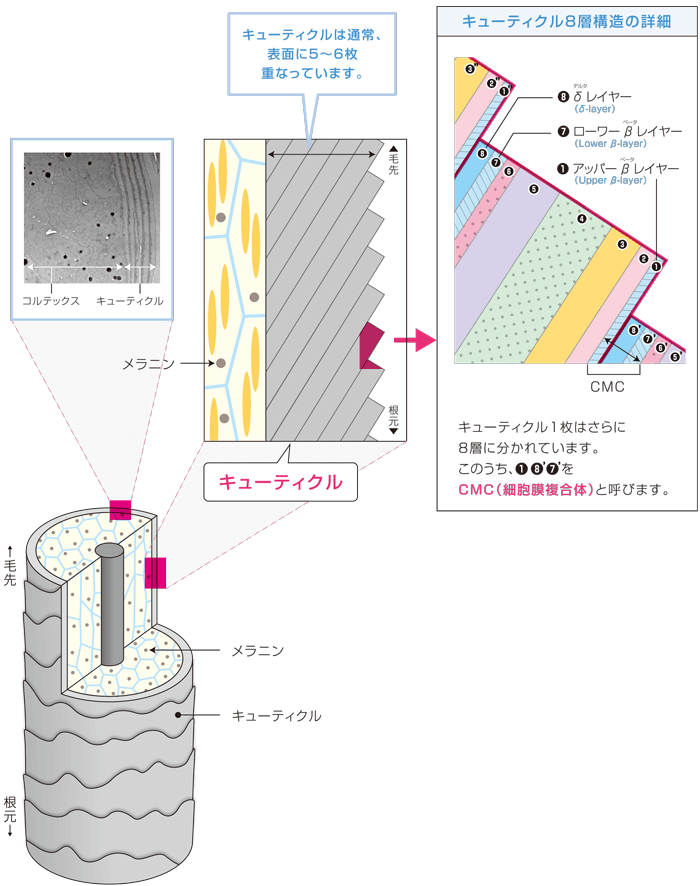 髪の基礎知識 vol.6 髪を守る、キューティクル：髪と頭皮の基礎理論
