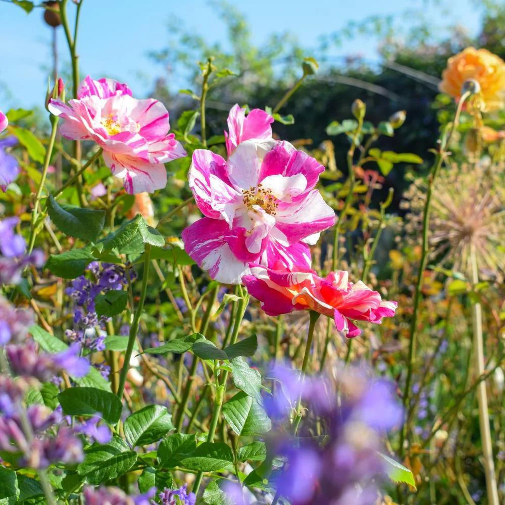 David Austin Roses - バラ苗, バラ鉢, イングリッシュローズ, つる