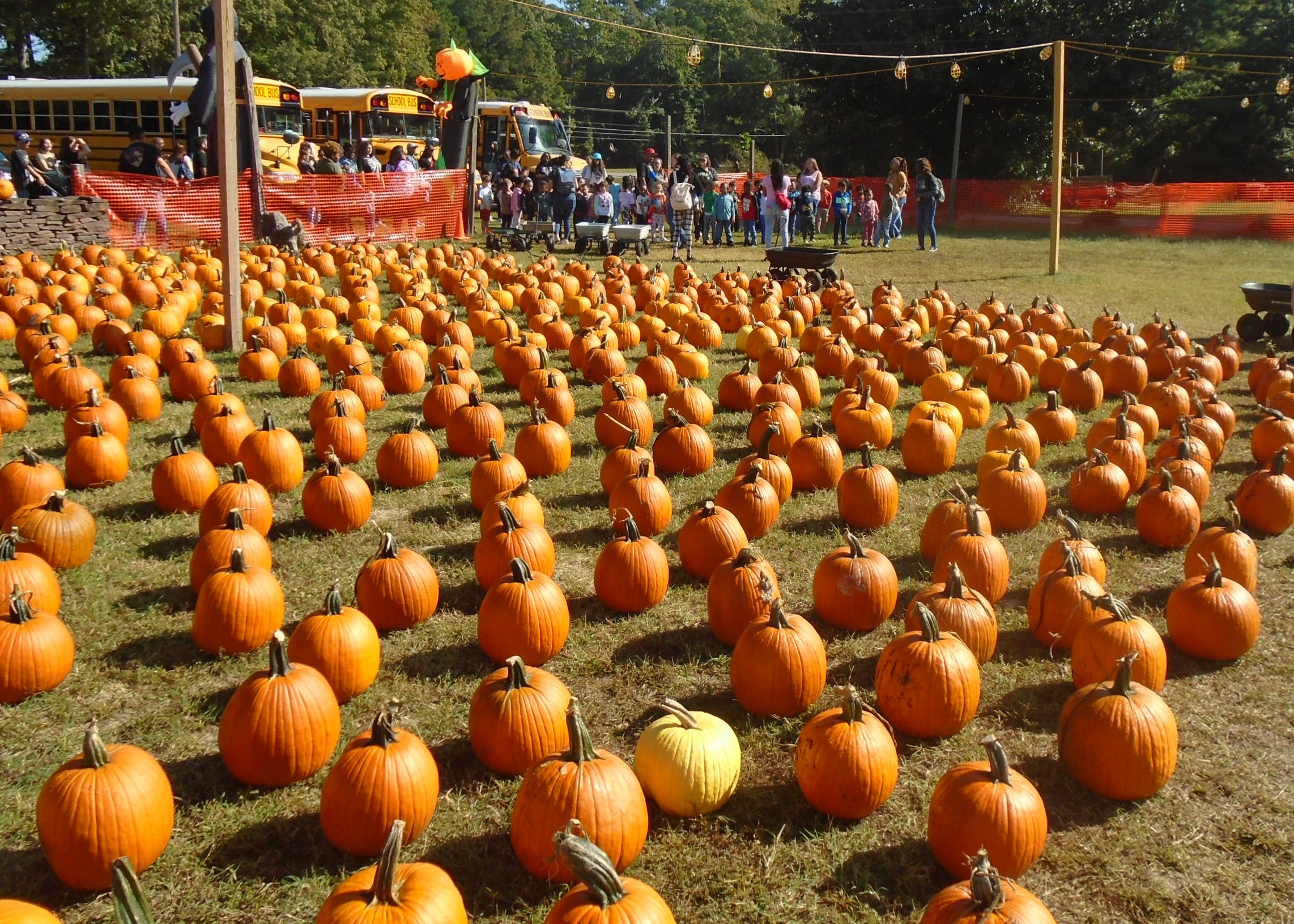 Pumpkinville is back in full swing through the end of October