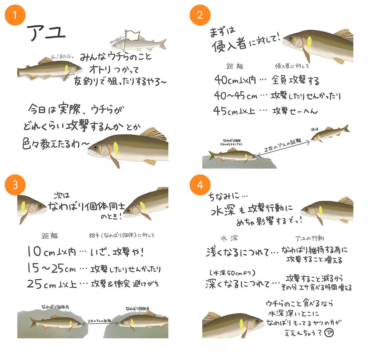 アユ｜4コマ水産学｜学ぶ｜D.Y.F.C｜DAIWA