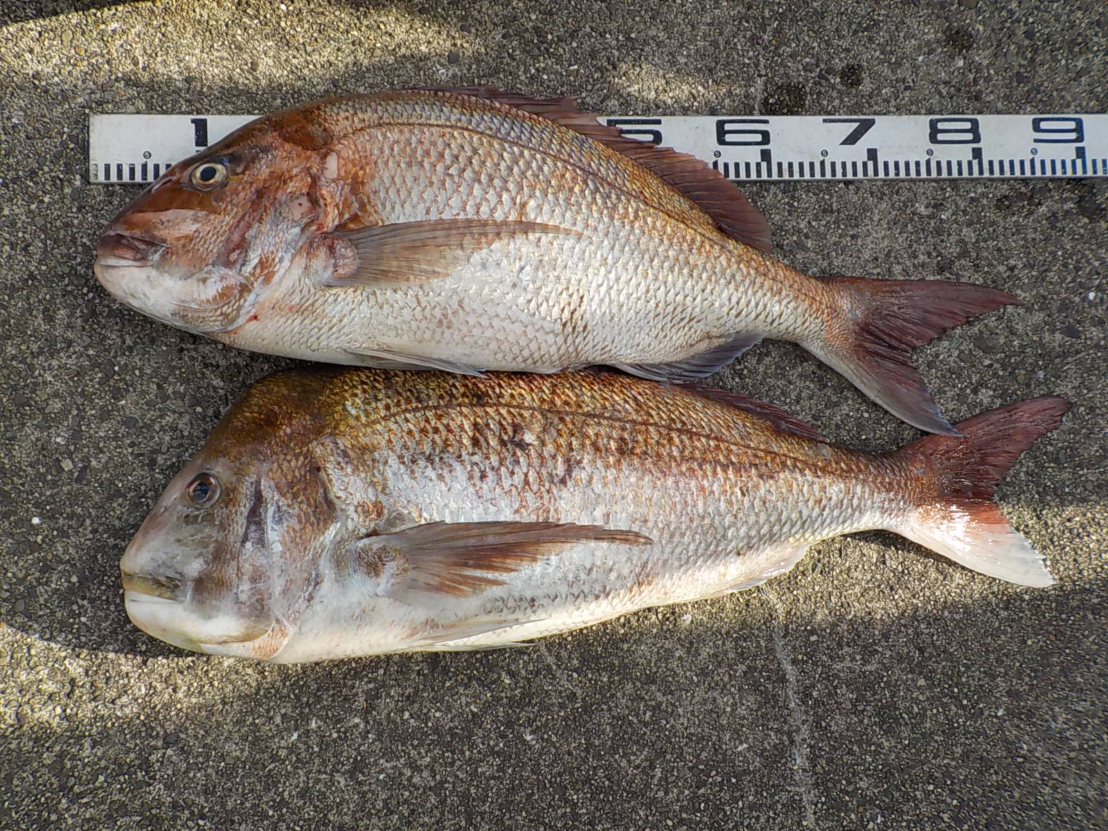 伝説】パンチ1号様 マダイ70～85センチ 5尾！！！ - 和歌山 串本