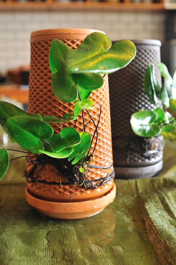 水がじんわりと染み出し、植物が鉢の外側で育つ」と話題のセラミック