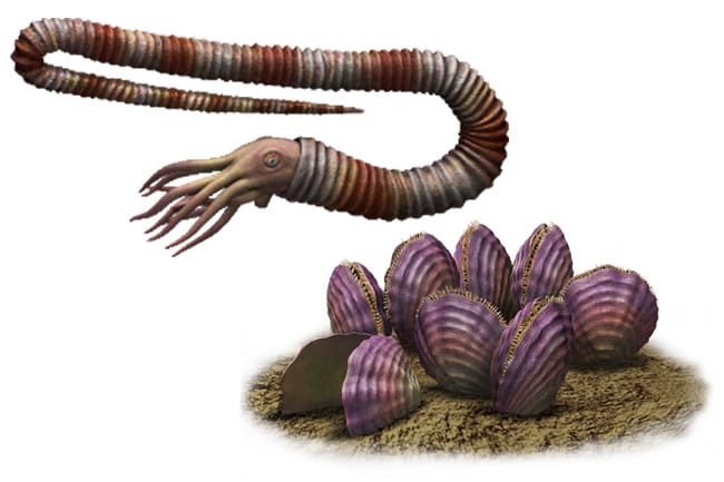 長崎半島東海岸で発見された白亜紀の軟体動物（アンモナイト・二枚貝