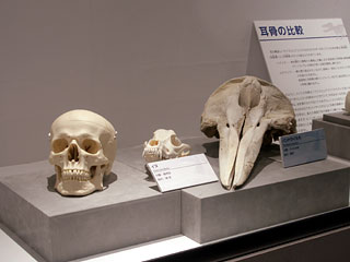 FPDM: 特別展「クジラが陸を歩いていた頃」 - 特別展写真館