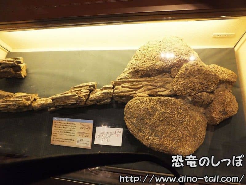 アンキロサウルス | 恐竜のしっぽ -図鑑-