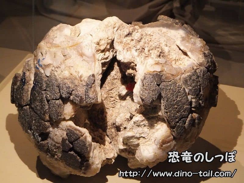 サルタサウルス | 恐竜のしっぽ -図鑑-