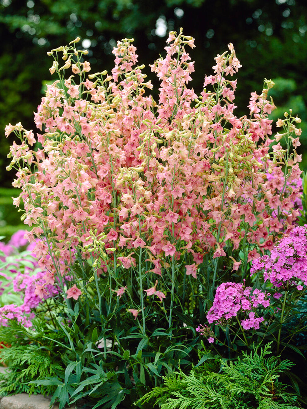 Delphinium ruysii 'Pink Sensation' | Buy Larkspur at DutchGrown™