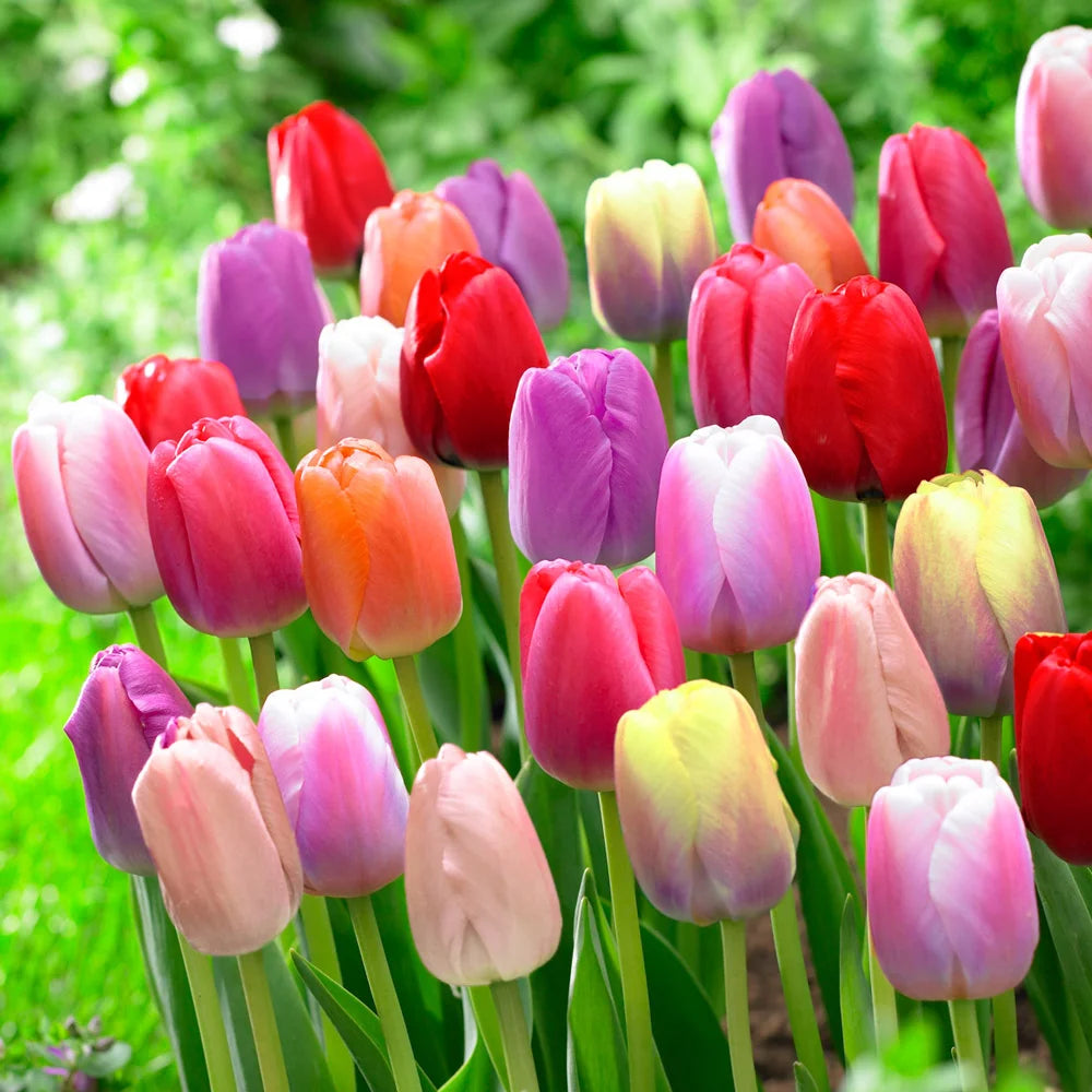Pride Tulip Mixture - Darwin Hybrid | K. van Bourgondien