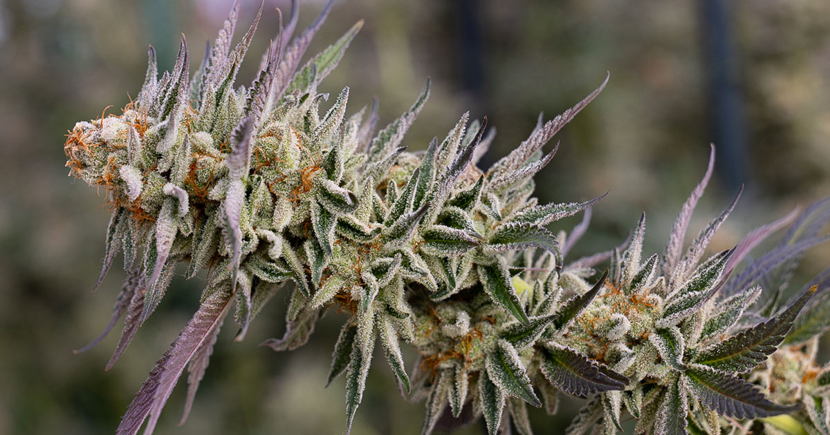 Durango Organics (Suttle St)