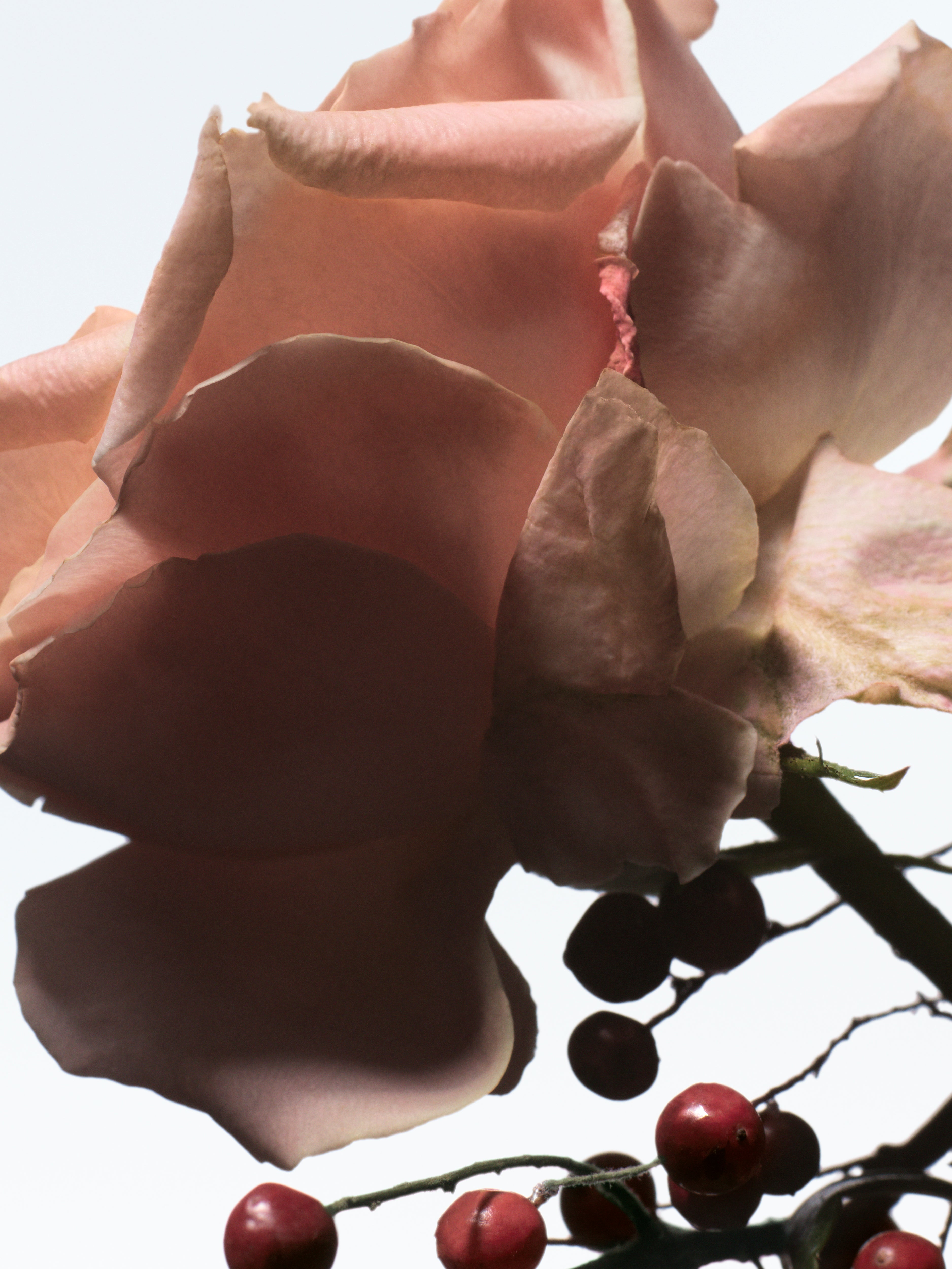 Eau de Parfum Raving Rose | Dries Van Noten