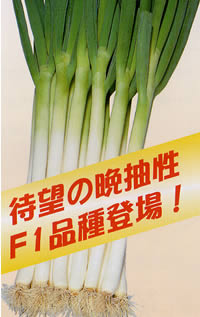 羽緑一本太[ネギ] - e-種や｜国内最大級の野菜種・花種・苗・農業資材