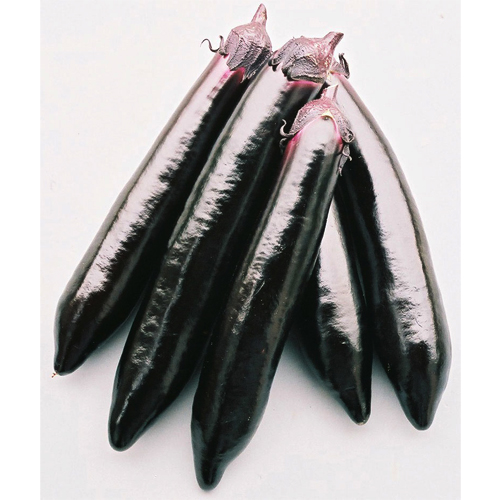 くちどけ茄子[茄子] - e-種や｜国内最大級の野菜種・花種・苗・農業