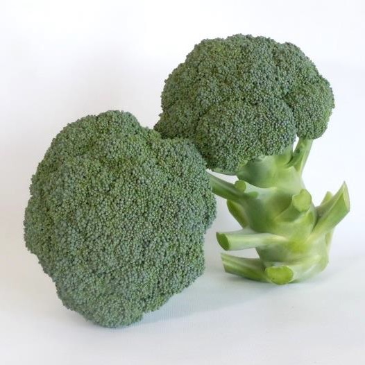 しき緑96号[ブロッコリー] - e-種や｜国内最大級の野菜種・花種・苗