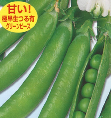 フルーツ実豌豆 あま実ちゃん[実えんどう] - e-種や｜国内最大級の野菜