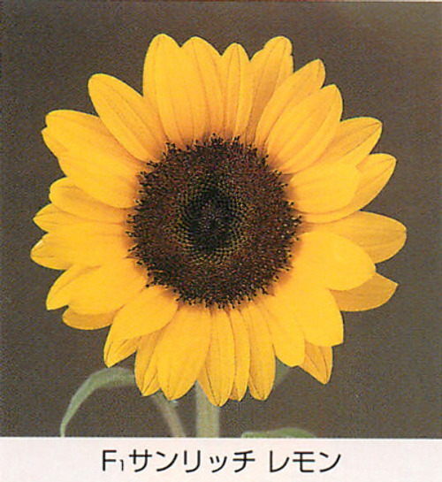 ひまわり - e-種や｜国内最大級の野菜種・花種・苗・農業資材の販売店