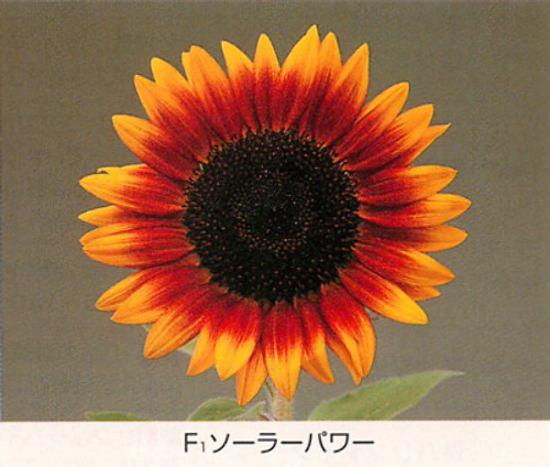 ひまわり - e-種や｜国内最大級の野菜種・花種・苗・農業資材の販売店