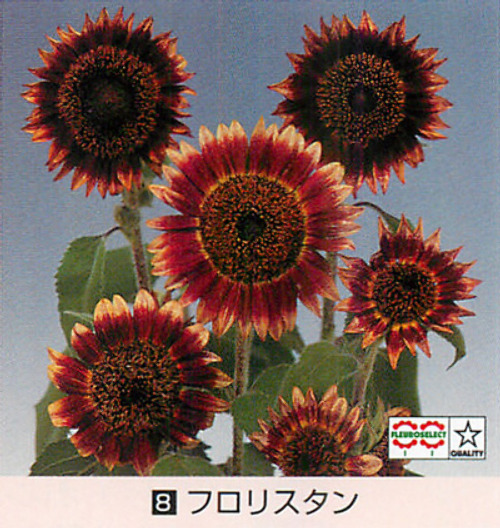 ひまわり - e-種や｜国内最大級の野菜種・花種・苗・農業資材の販売店