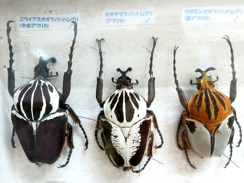 つやま自然のふしぎ館「世界のクワガタ・カブトムシ・カナブン