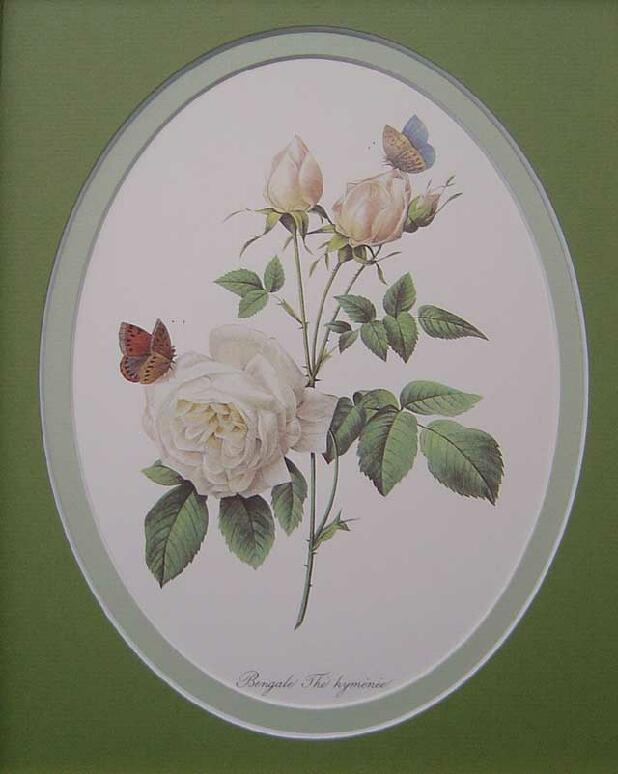 ルドゥーテの薔薇（ルドゥーテローズ）のボタニカルアート＆薔薇の額絵