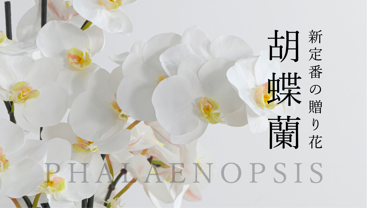 新定番の贈り花「胡蝶蘭 特集」|エミリオ・ロバ公式オンラインストア