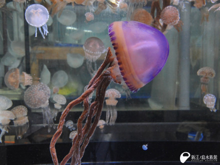 いつか出会いたいクラゲ | えのすいトリーター日誌 | 新江ノ島水族館