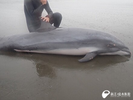 8月のイルカ救助活動について | えのすいトリーター日誌 | 新江ノ島水族館