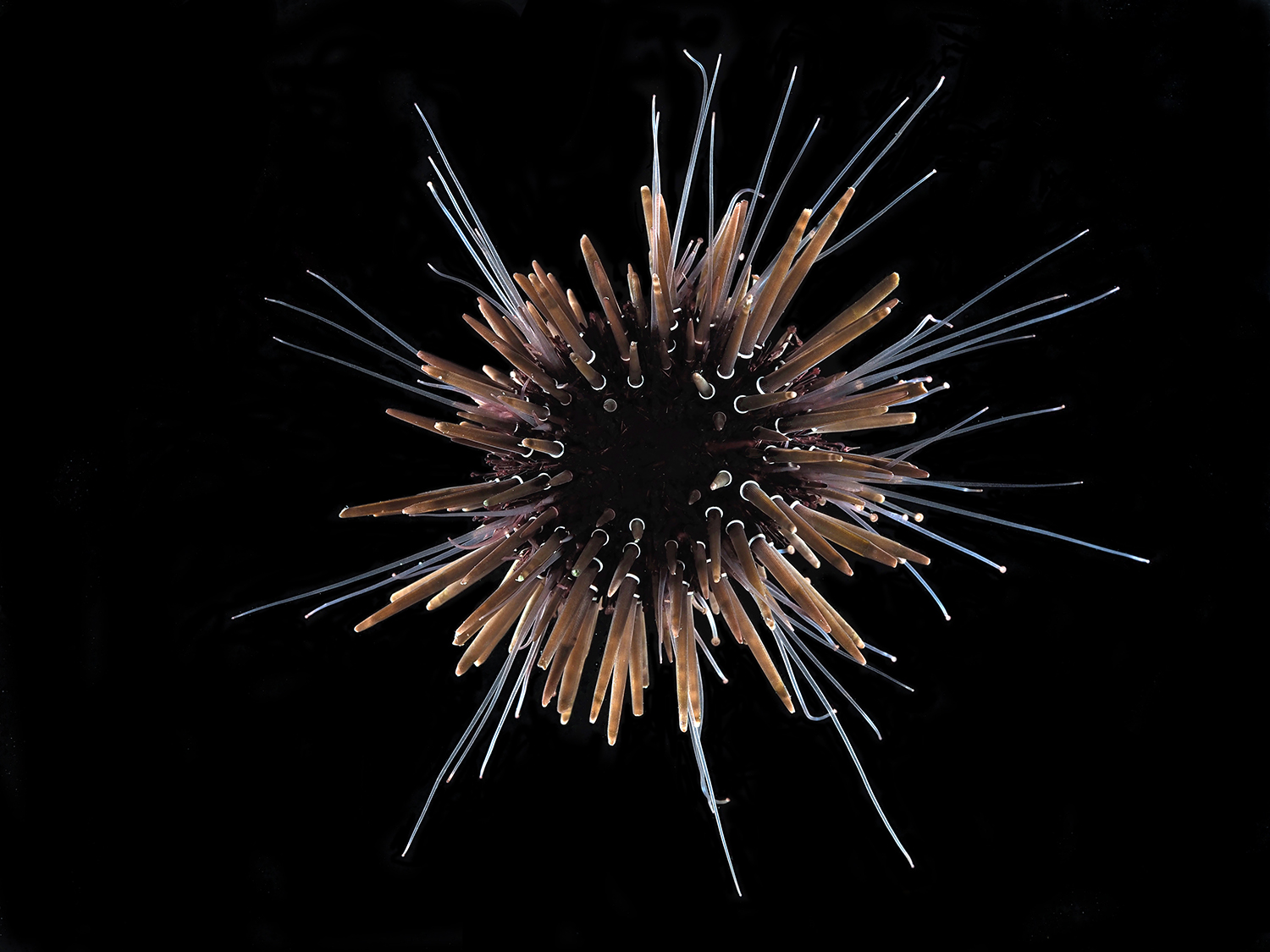 ナガウニモドキ