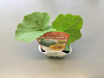 個別支援級 『スイカ、メロン、かぼちゃの苗の観察』🍉🍈🎃 - 山田小学校