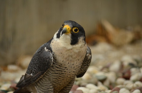魅惑の猛禽類 - 自然動物園 - 公益財団法人 えどがわ環境財団