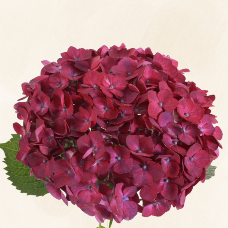 Hydrangeas Dutch Purple Magenta – EbloomsDirect